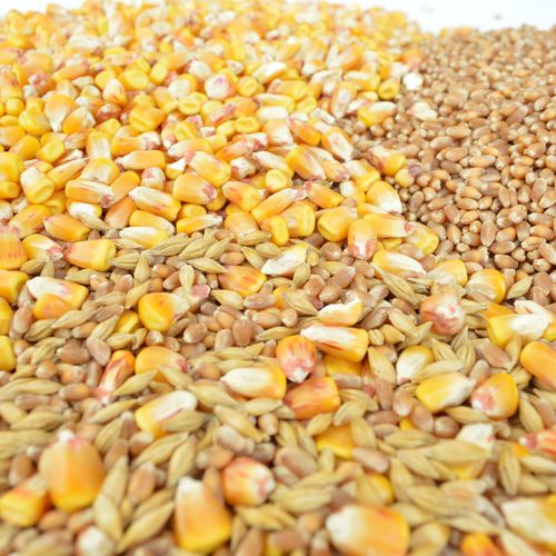 Grain